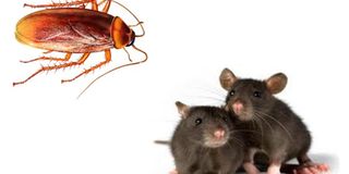 Keep clean to avoid attracting cockroaches and rats